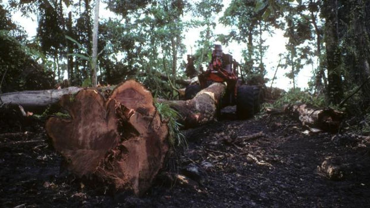 The Need for a Climate Action Plan That Puts Forests Front and Center Is Clearer Than Ever