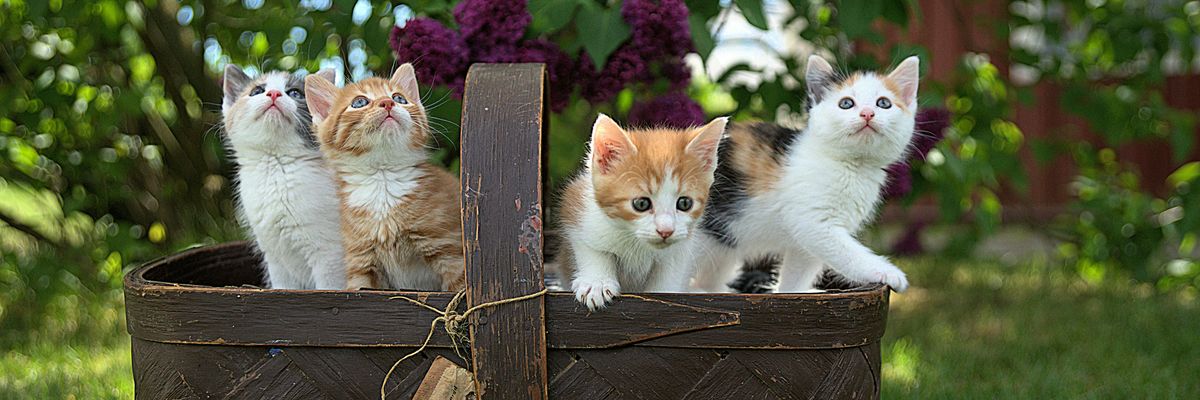 Four kittens in a brown basket.
