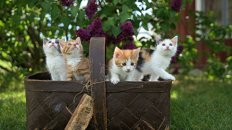 Four kittens in a brown basket.