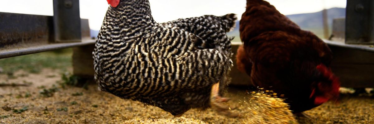 Free-ranging chickens on a farm