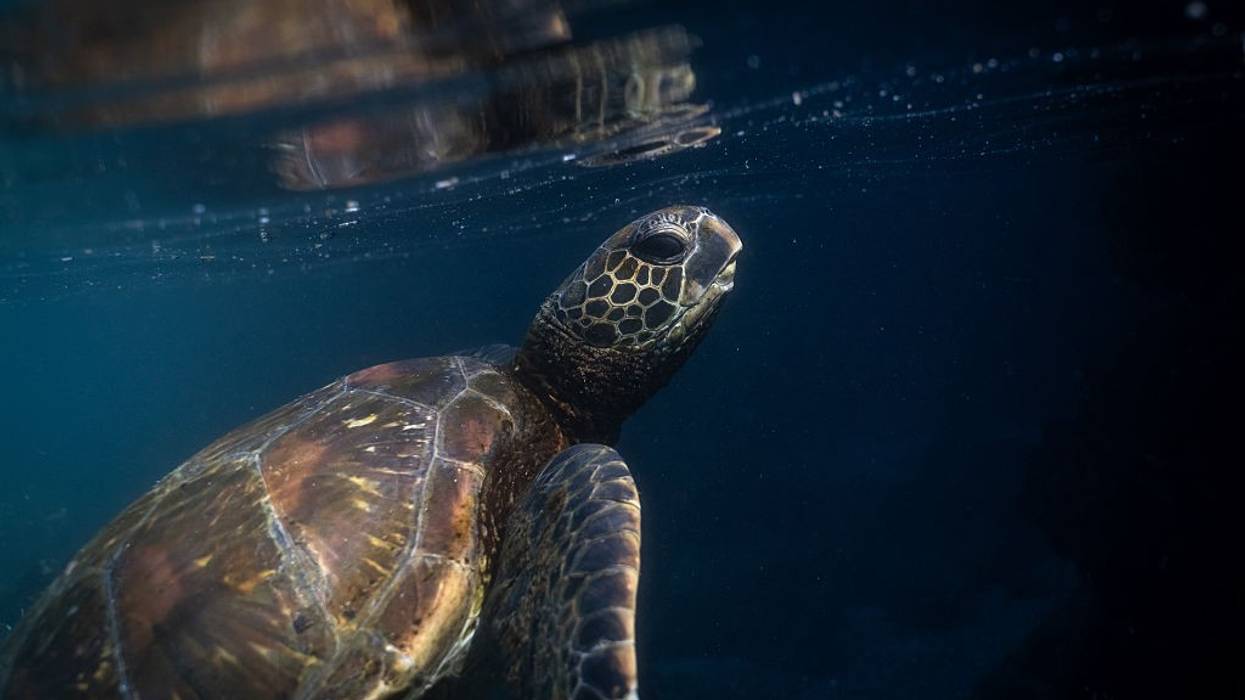Galapagos: Living Laboratory for plant, animal and marine research
