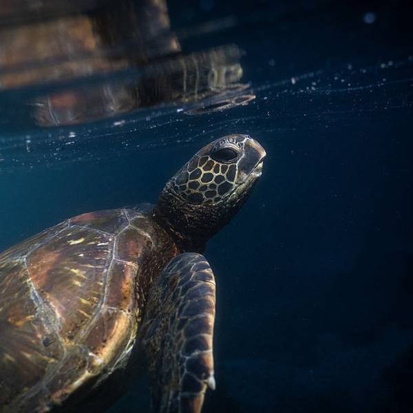 Galapagos: Living Laboratory for plant, animal and marine research