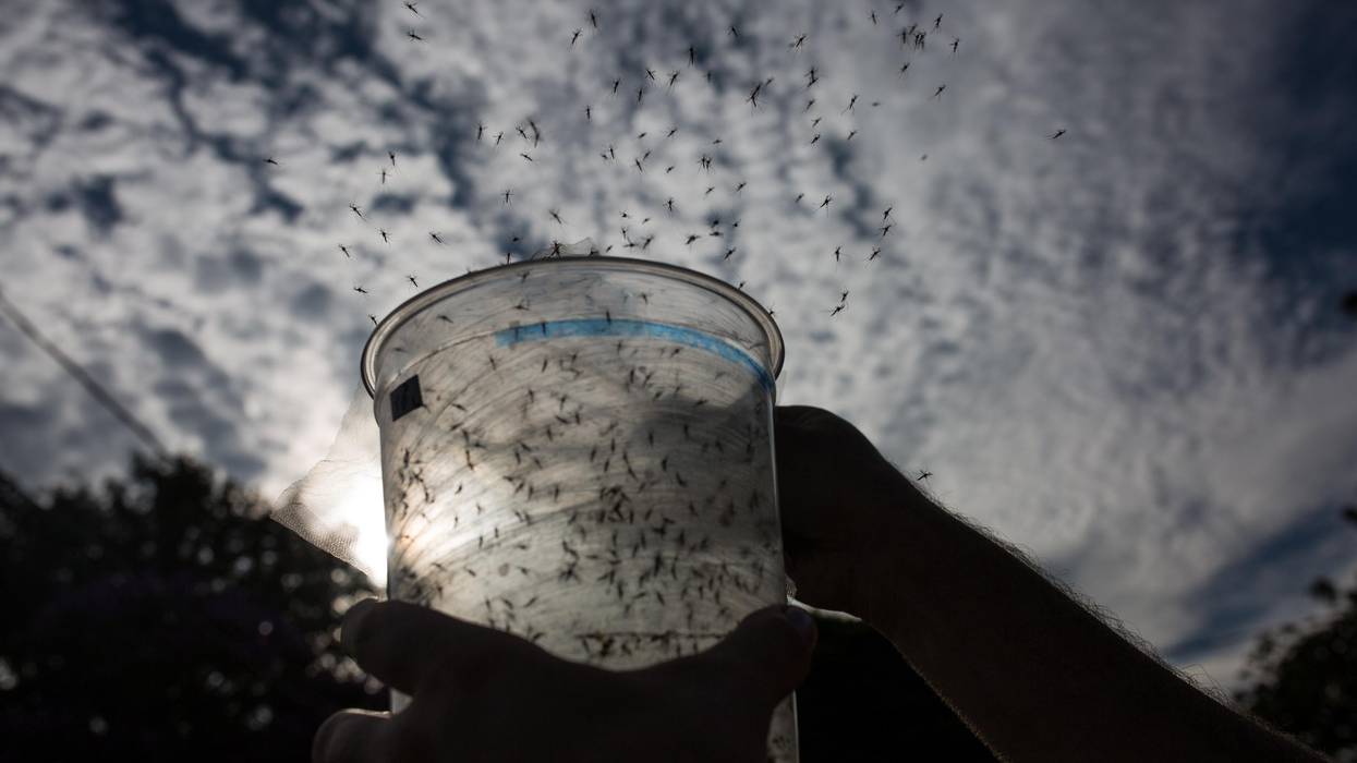 GE mosquitoes