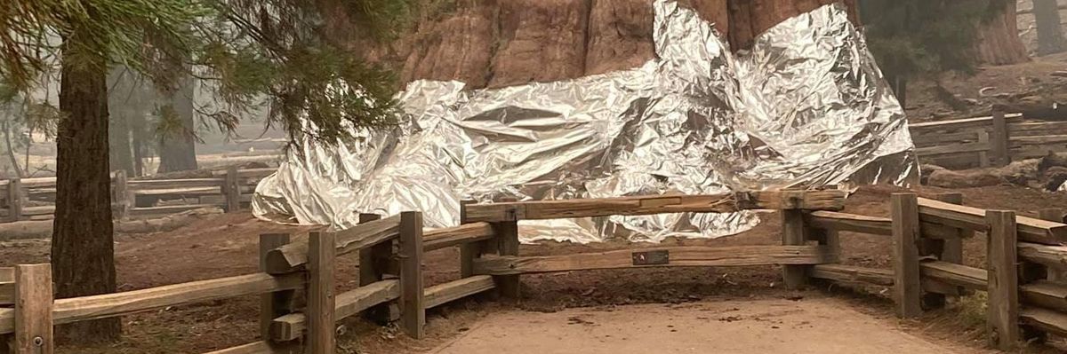 General Sherman tree wrapped in foil as wildfire nears