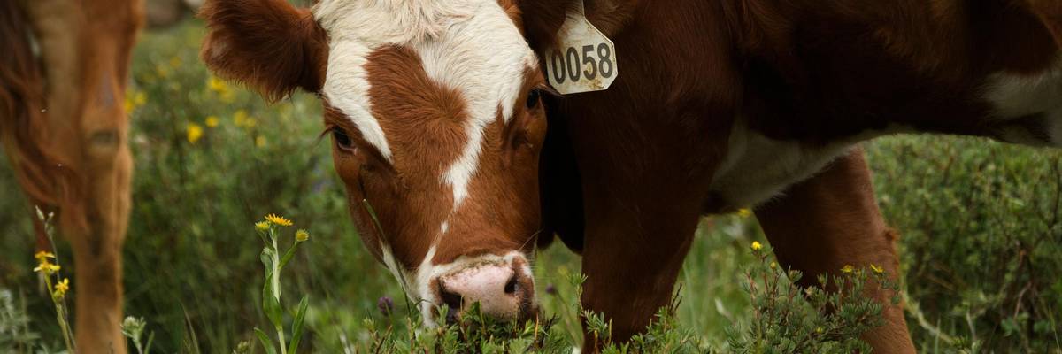 GettyImages-1233914646-cattle-1