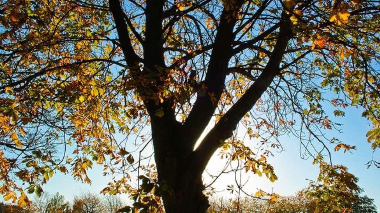 The Meek Be Damned on Global Warming