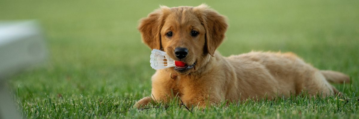 Golden retriever puppy