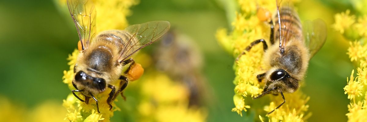 Goldenrod