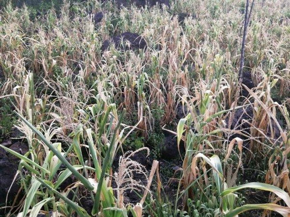 goodman climate refugees 2