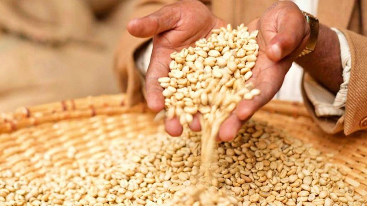 Grain passing through a person's hands