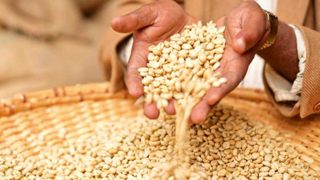 Grain passing through a person's hands