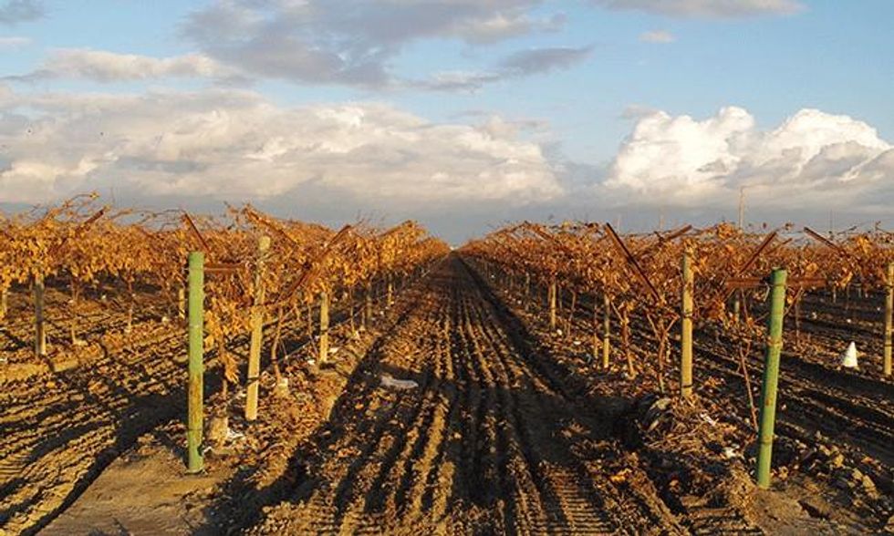 Grape field in Delano, California.