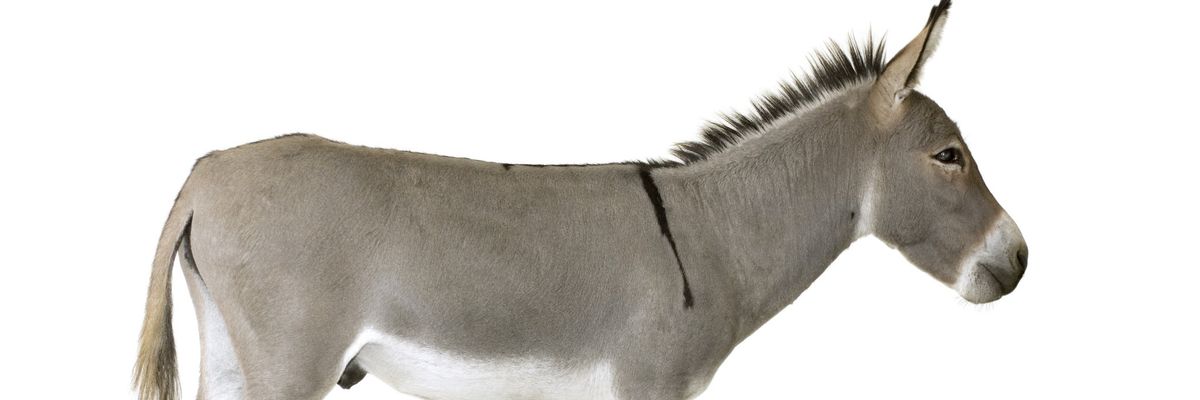 Gray and white side view of a donkey on a white background