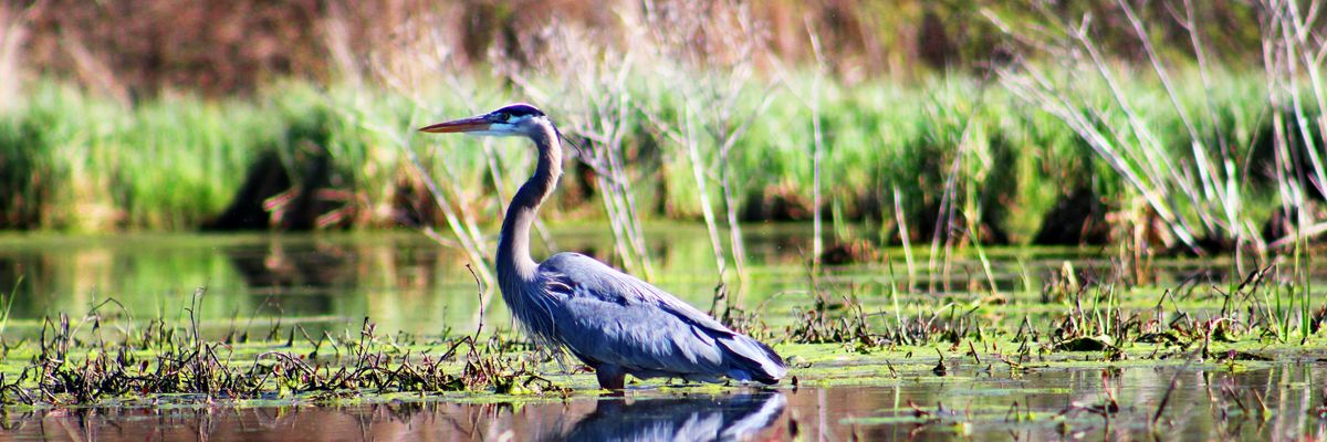 Gray cane bird standing in body of water