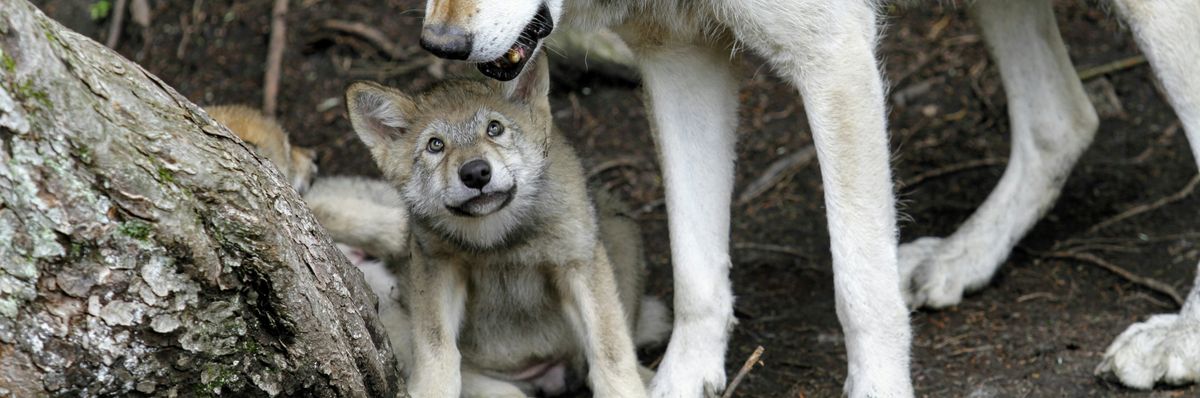 gray wolf adult and pup