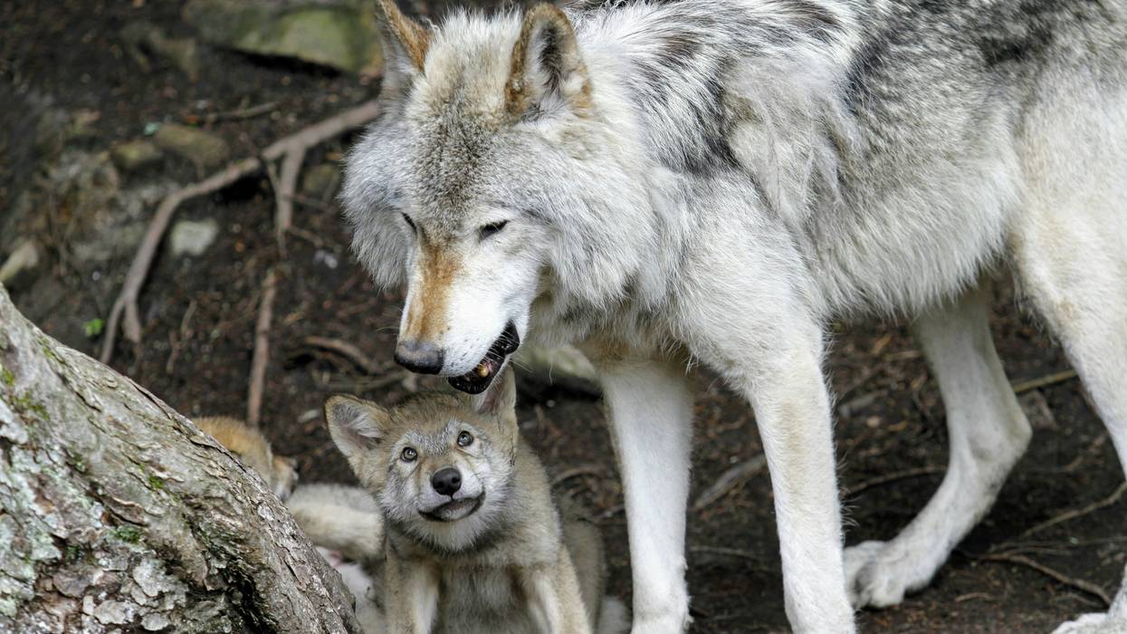 gray wolf adult and pup