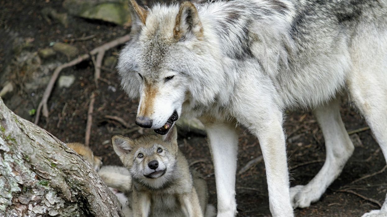 gray wolf adult and pup