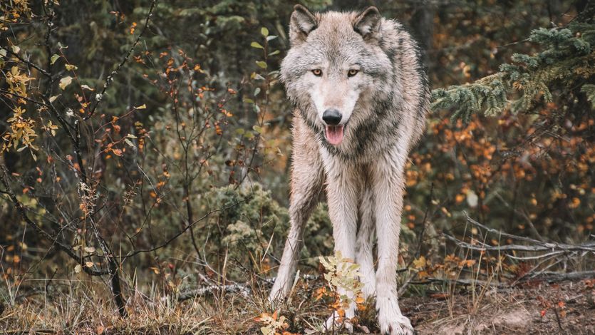 gray wolf on forest during daytime