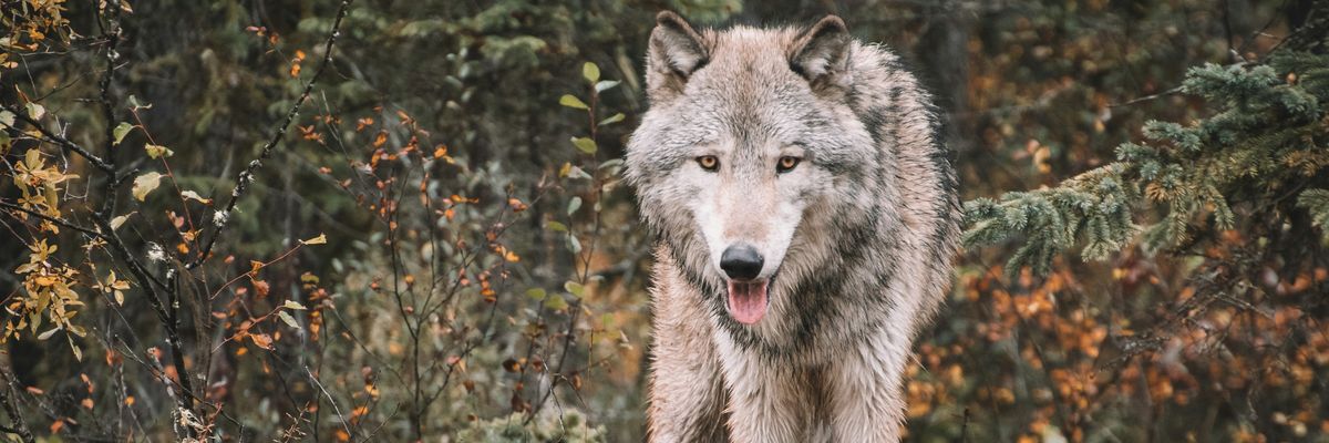 gray wolf on forest during daytime