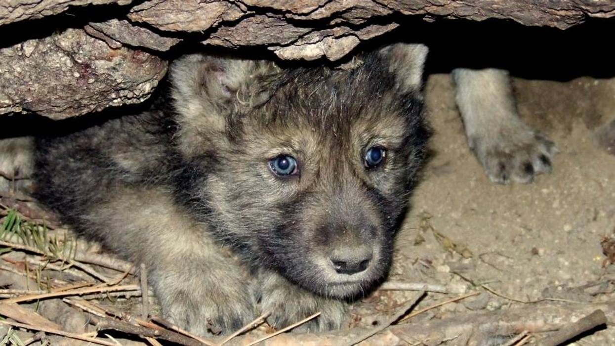 Gray wolf pup.
