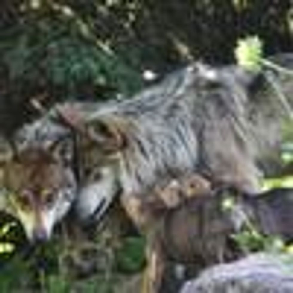 Gray wolves were delisted from the Endangered Species Act on January 4, 2021. (Photo: Chad Horwedel/Flickr/cc)