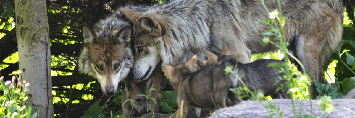 Gray wolves with pups
