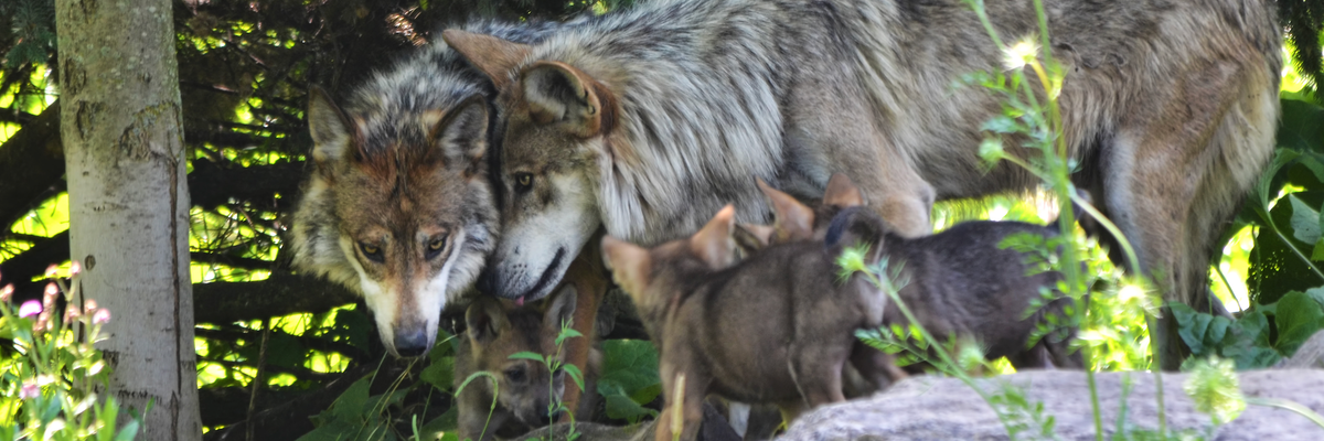 Gray wolves with pups
