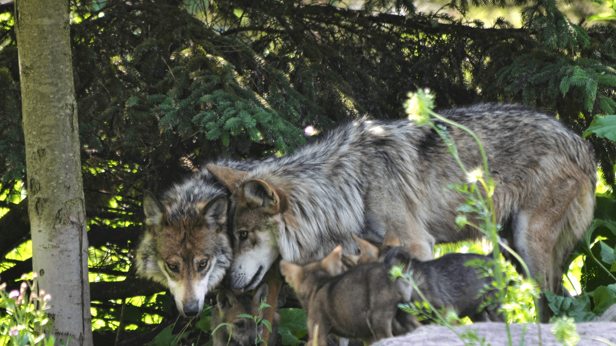 Gray wolves with pups