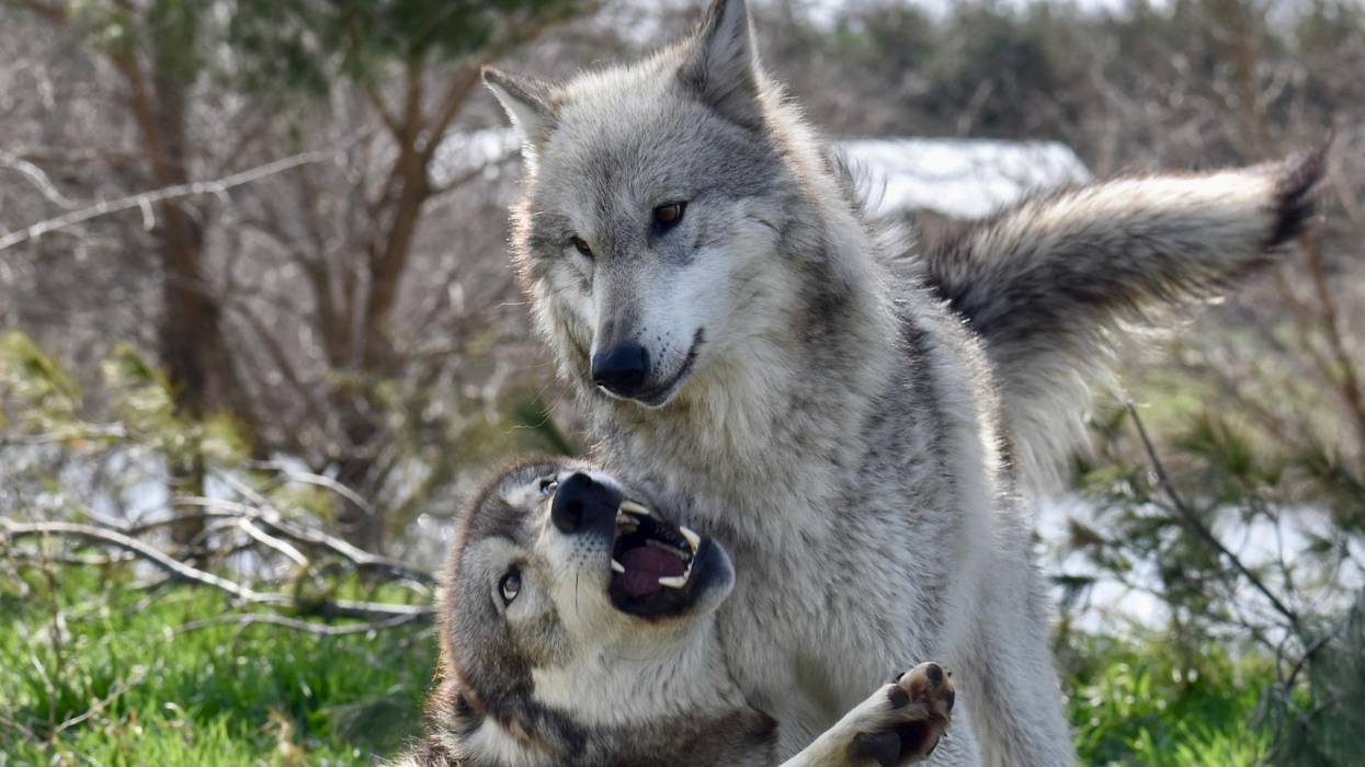 gray wolves