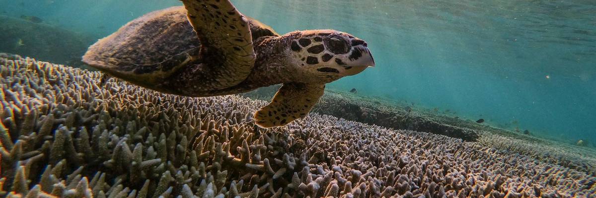 Great Barrier Reef