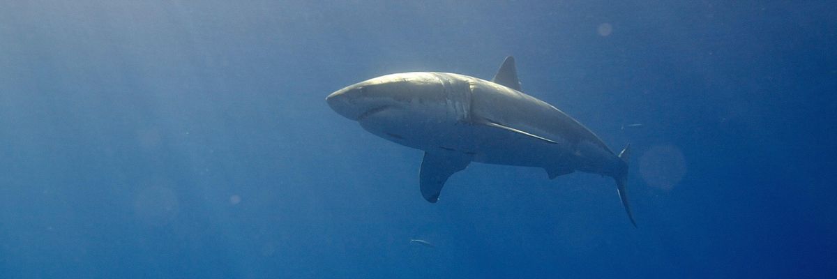 Great White Shark