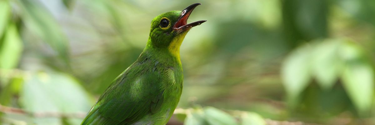 greater green leafbird