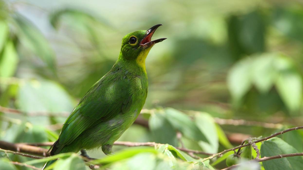 greater green leafbird
