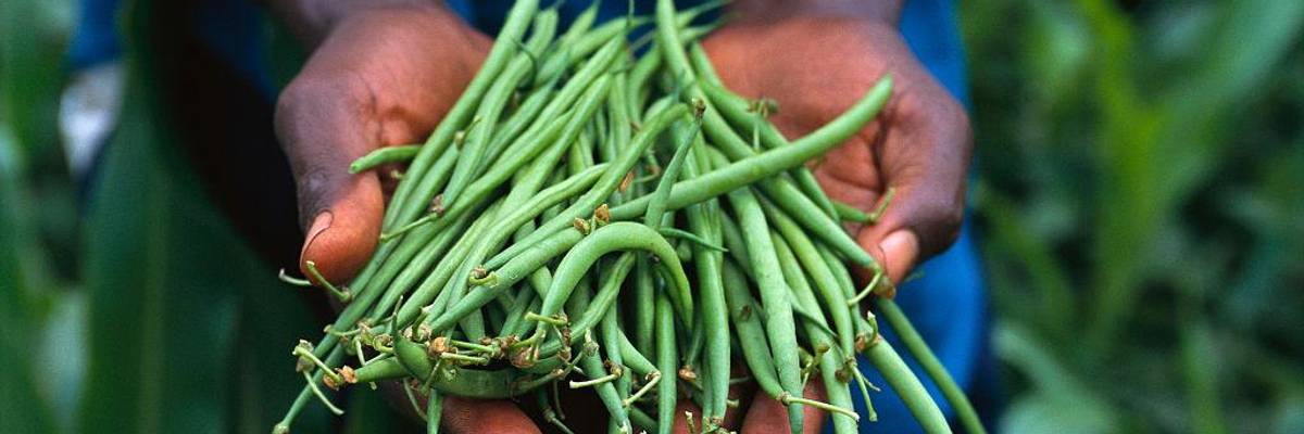 Green beans in the palm of hands.