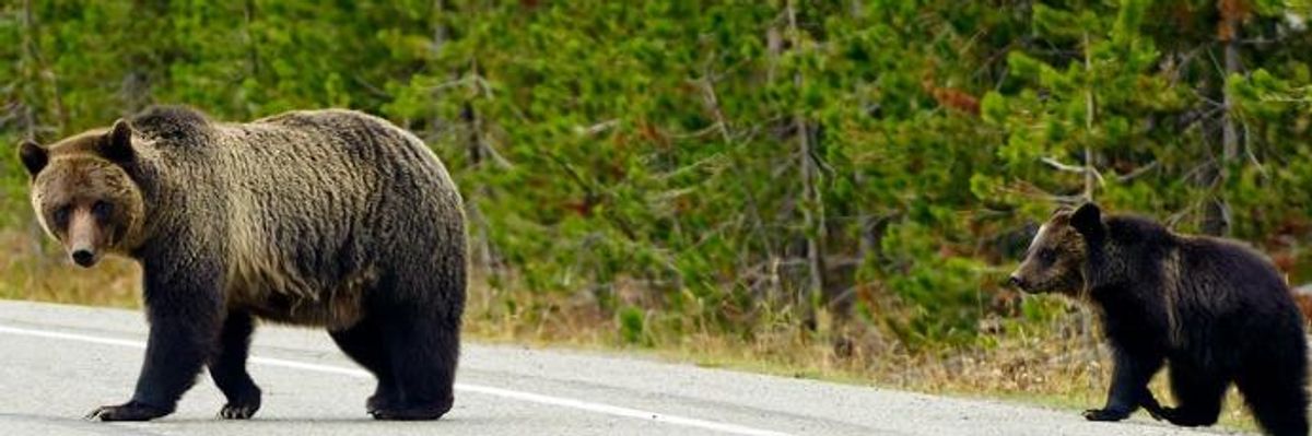 Jane Goodall Among Creative Protesters Seeking to Stop Wyoming's First Grizzly Trophy Hunt in Four Decades