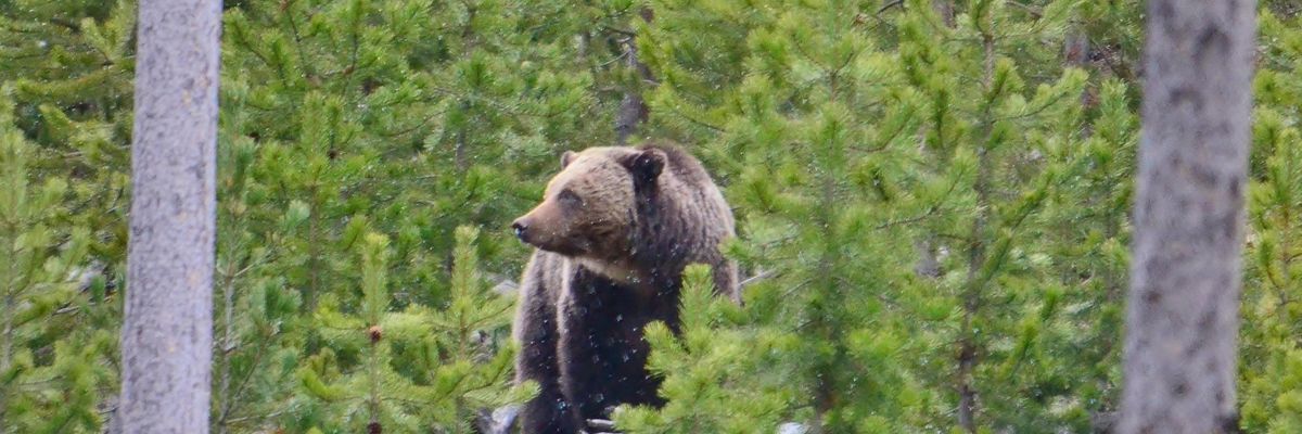 Grizzly in Yellowstone National Park
