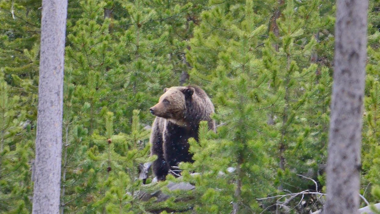 Grizzly in Yellowstone National Park
