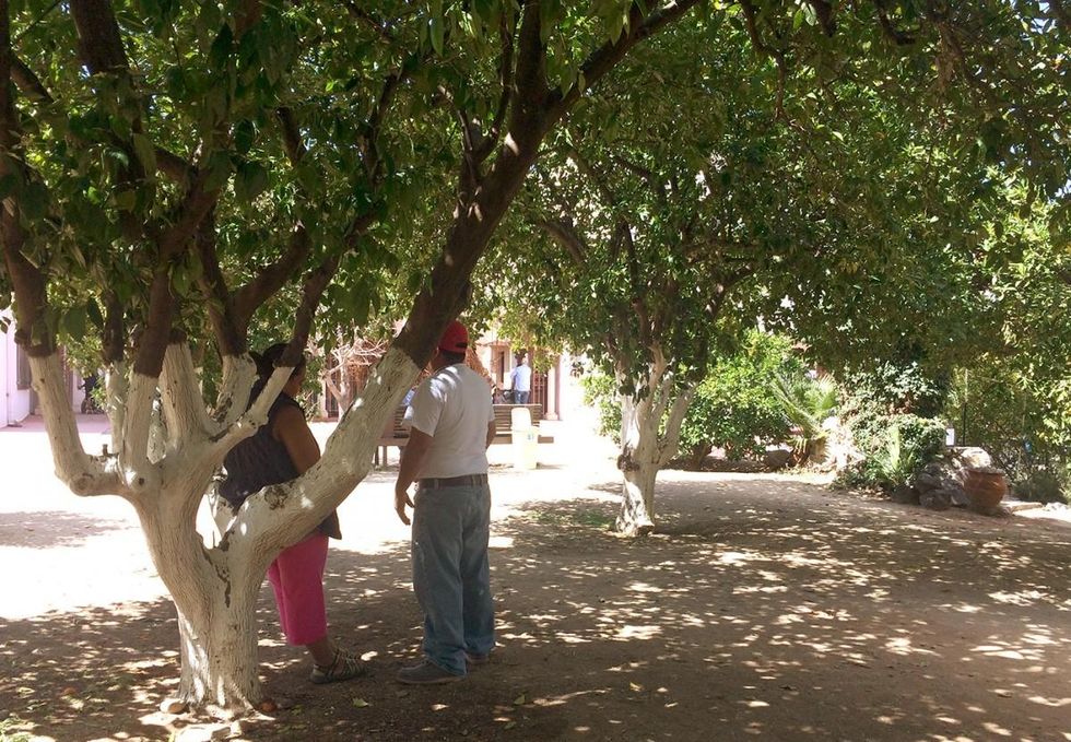 Guests commune under Valencia orange trees in the monastery's historic orchard. Until recently, the aging trees were tended by Benedictine nuns. (Photo: Rose Lambert-Sluder)