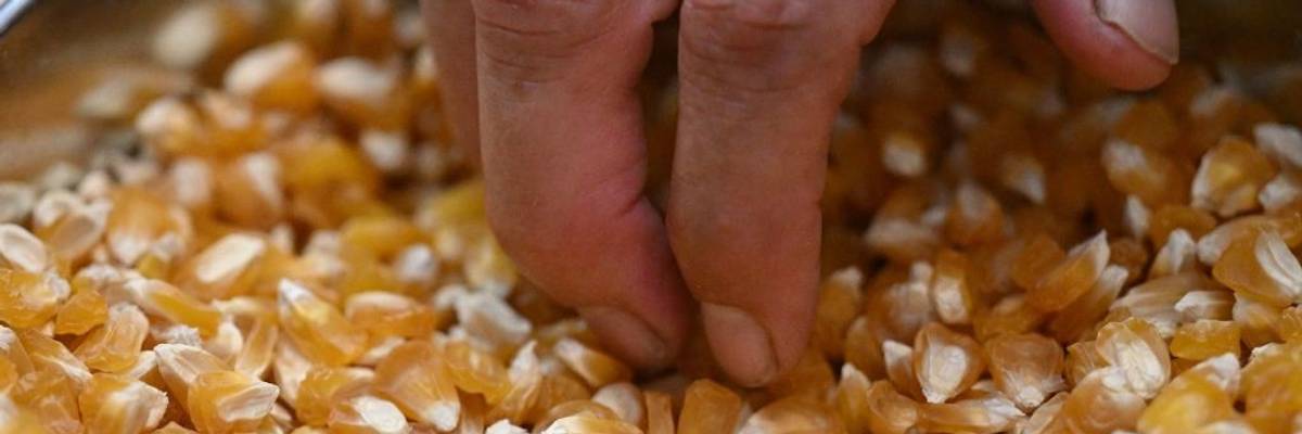 Hand picking up dried corn kernels