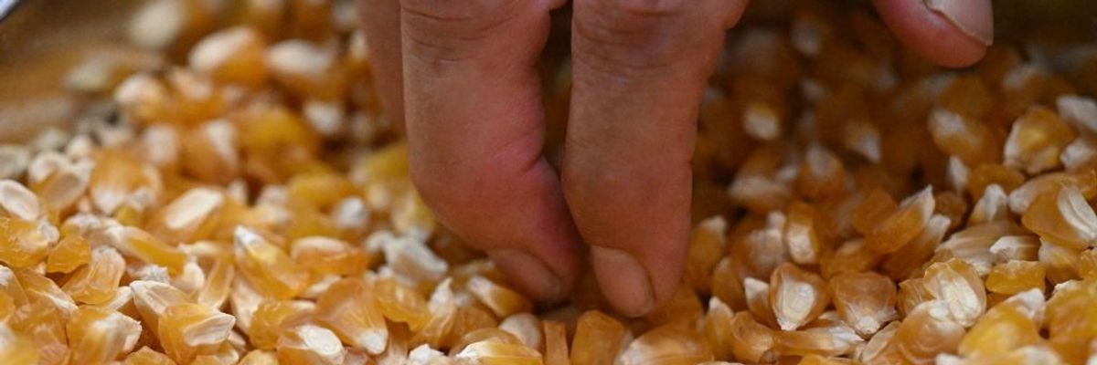 Hand picking up dried corn kernels