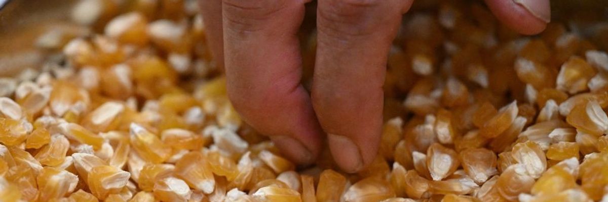 Hand picking up dried corn kernels