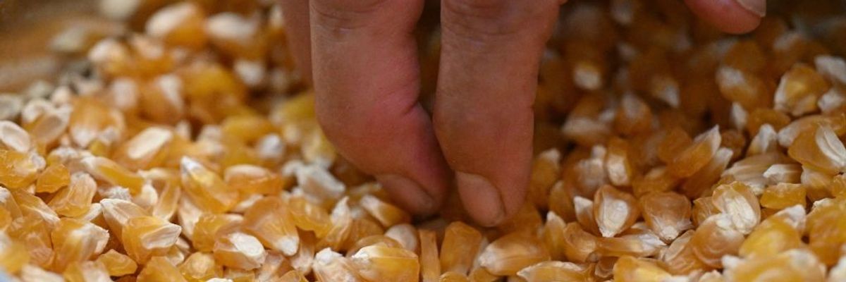 Hand picking up dried corn kernels