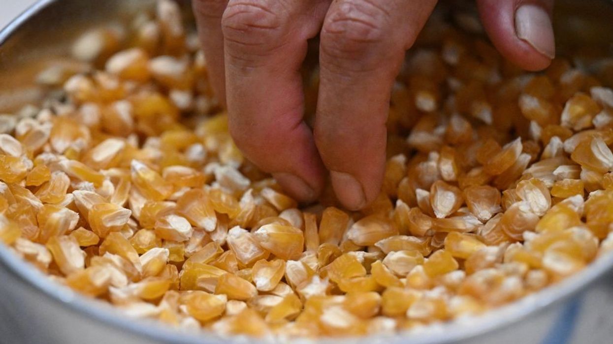 Hand picking up dried corn kernels