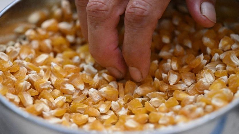 Hand picking up dried corn kernels