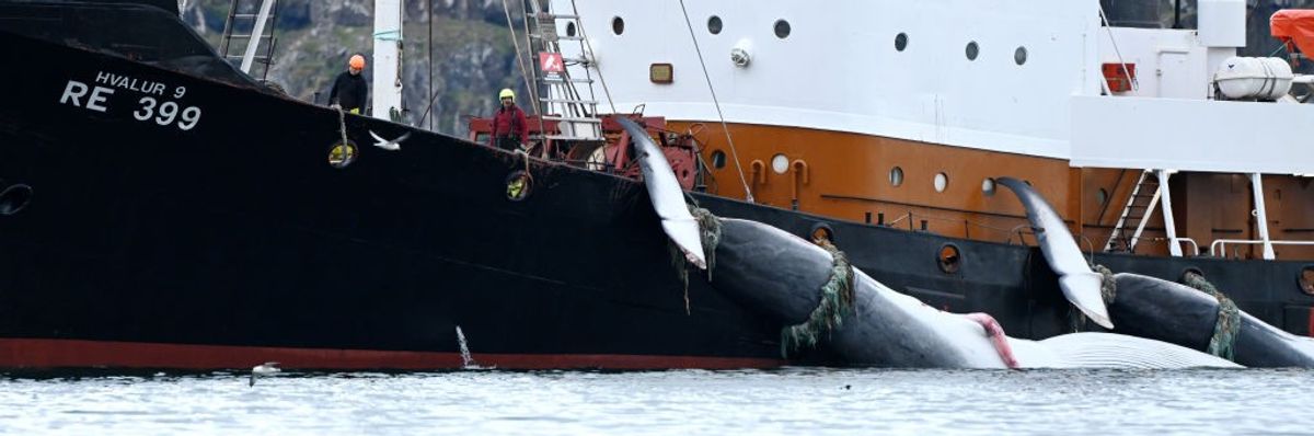 Harpoon ship dragging two fin whales