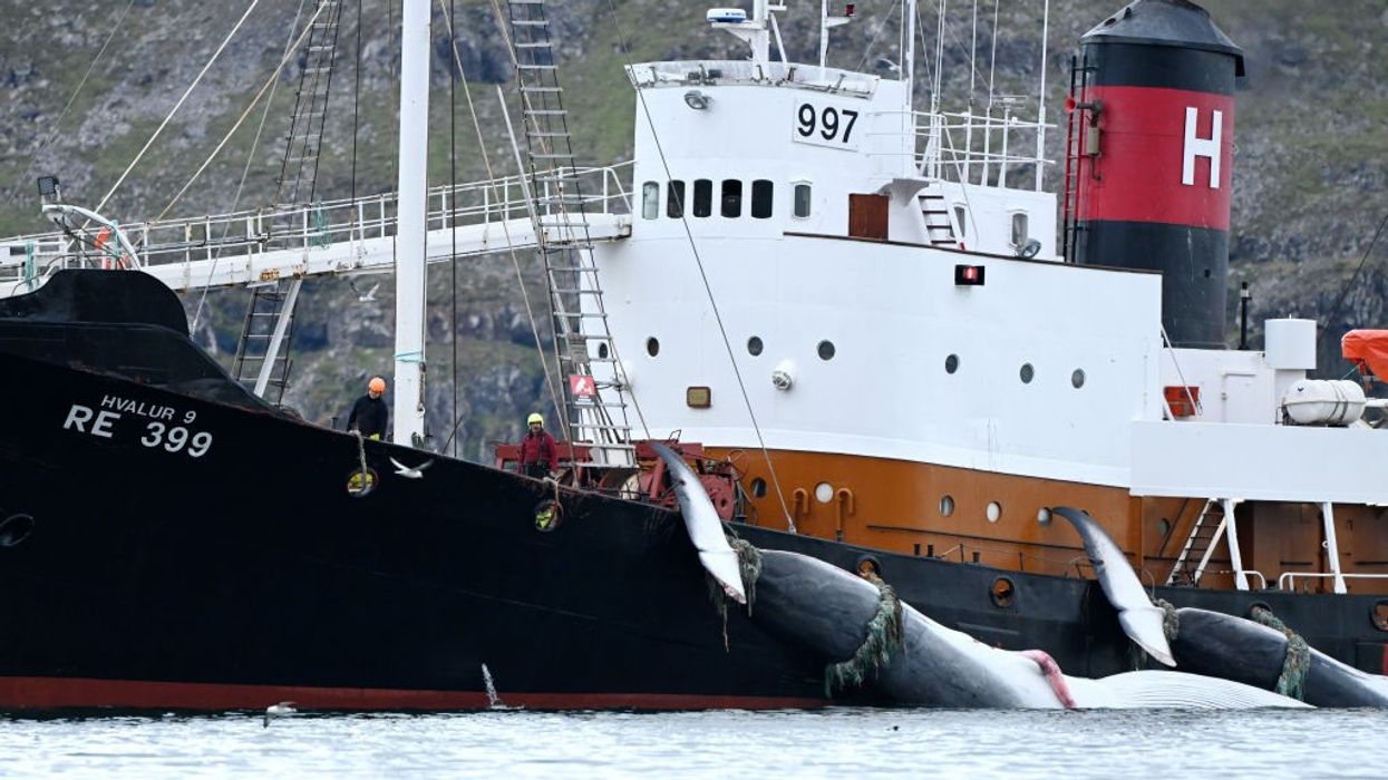 Harpoon ship dragging two fin whales