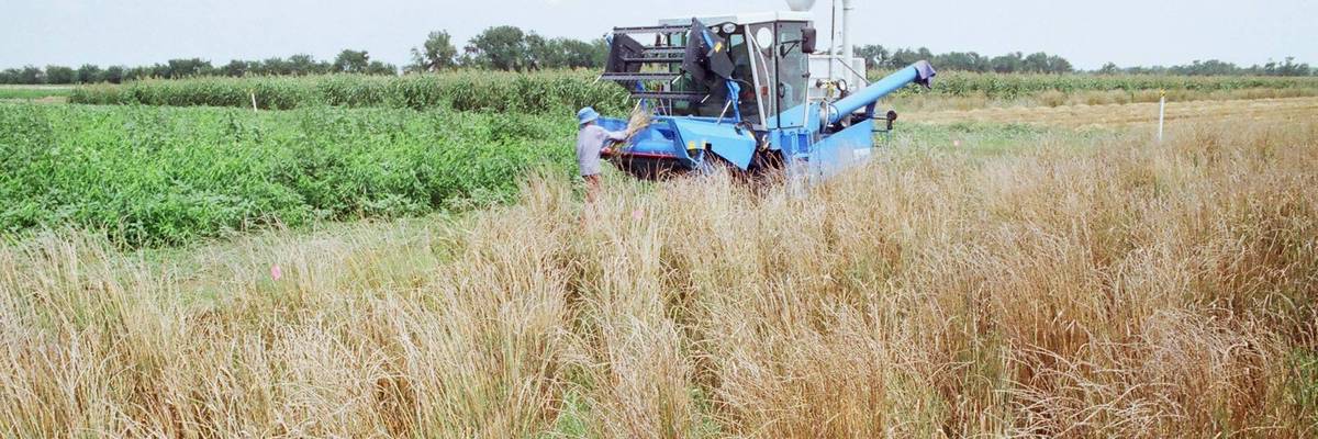 harvesting at Land Institute