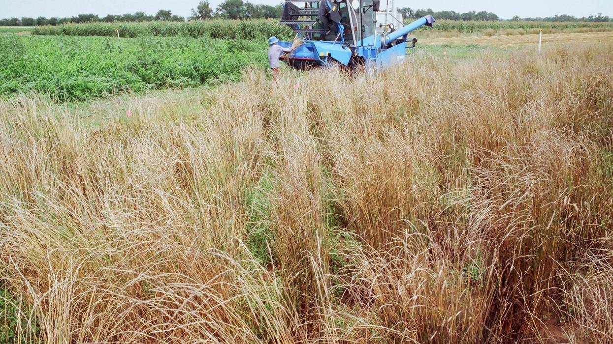 harvesting at Land Institute