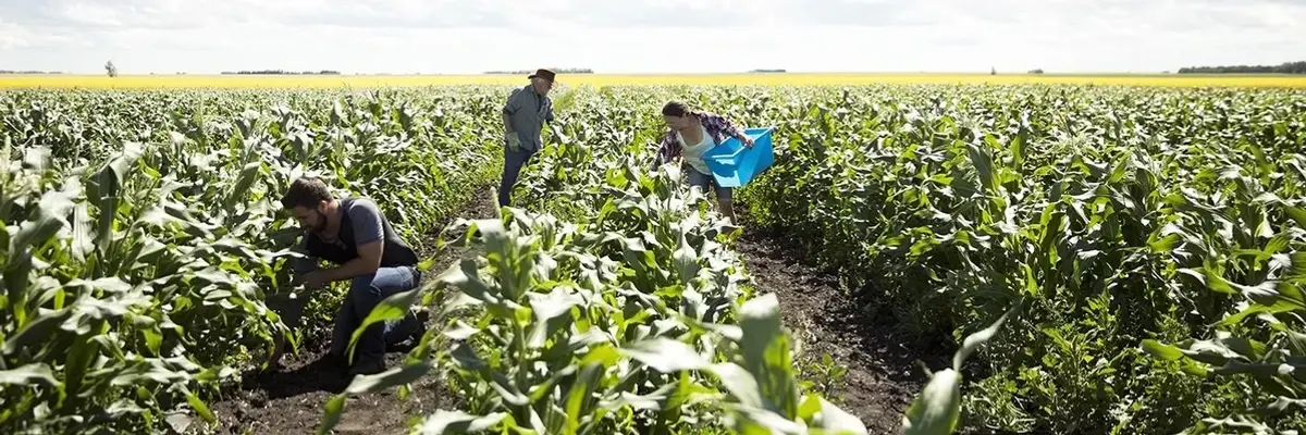 The Key to Saving Family Farms Is in the Soil