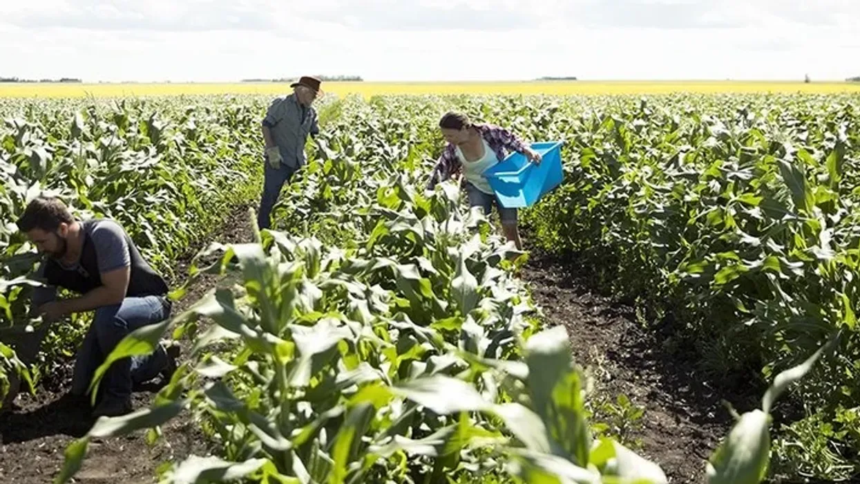 The Key to Saving Family Farms Is in the Soil